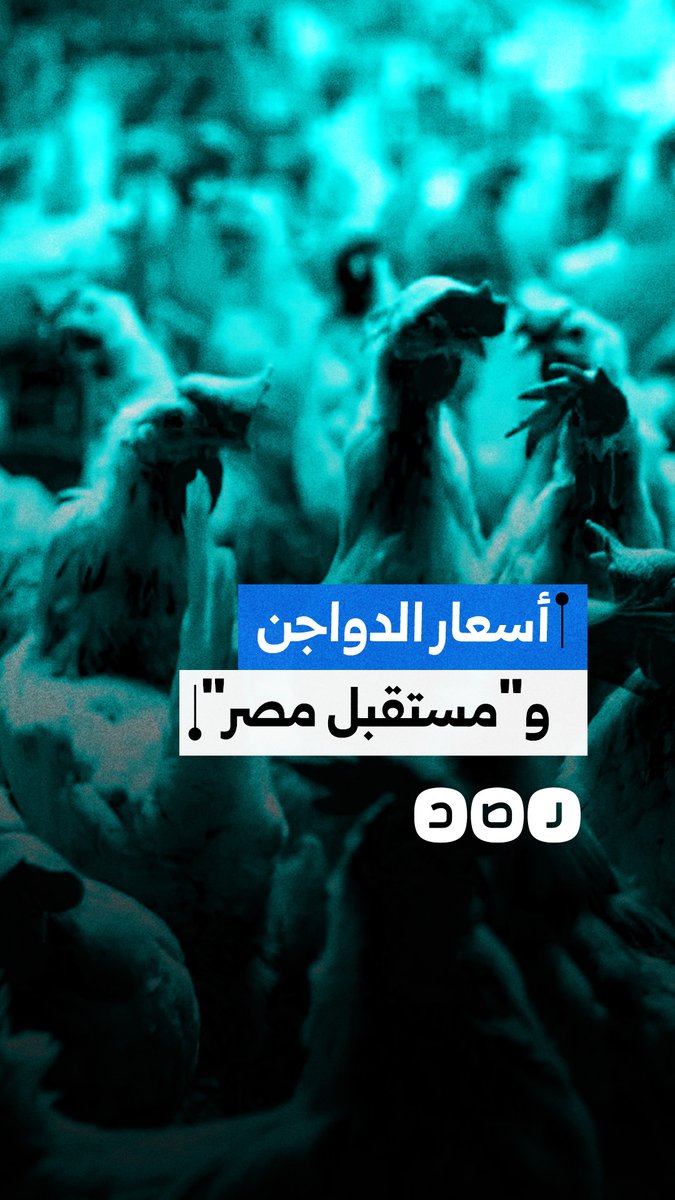 "مستقبل مصر" يتدخل لحل أزمة الدواجن.. من السبب وراء الأزمة؟