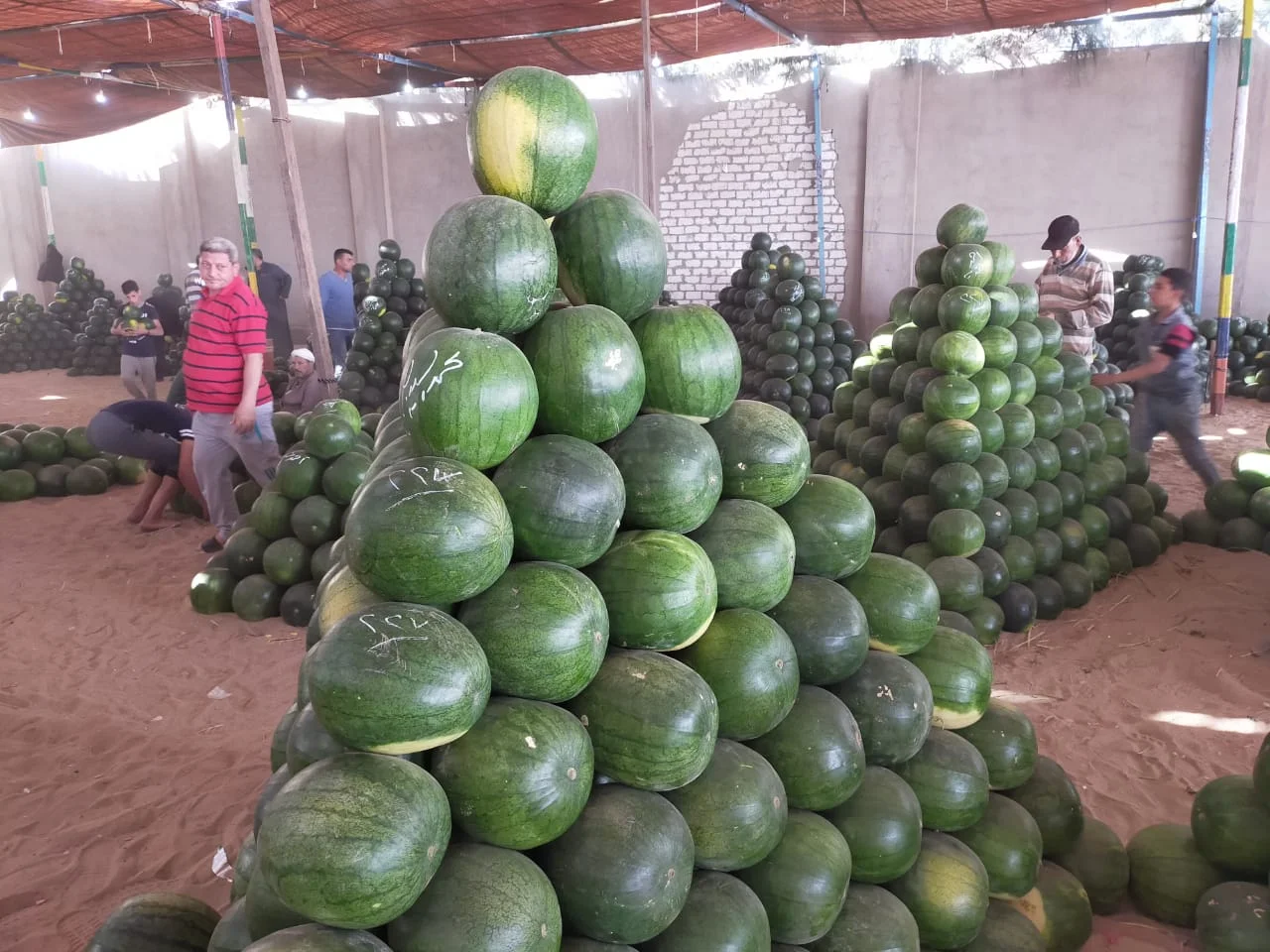 175091-سوق-البطيخ-بالمحلة-البيع-على-النوتة-وعلى-السكين-6