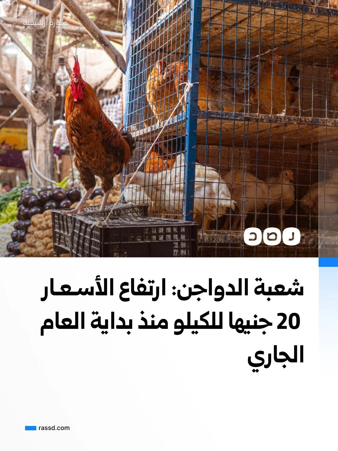 شعبة الدواجن: أسعار الدواجن ارتفعت بنحو 20 جنيها للكيلو منذ بداية العام الجاري
